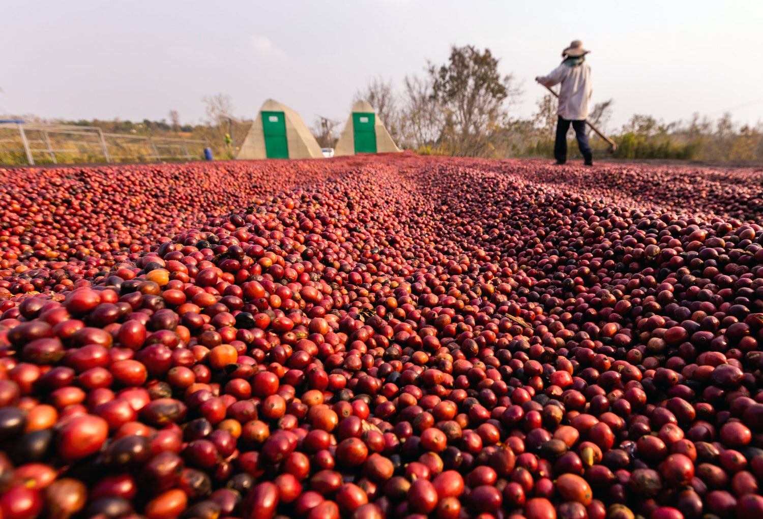 Vietnamese Specialty Coffee – A Rising Star in the Coffee World